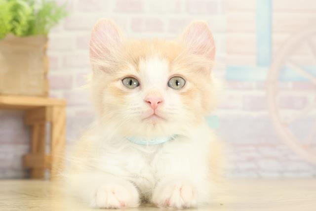 岐阜県のアメリカンカール (Coo&RIKU各務原店/2025年9月7日生まれ/男の子/クリームタビーホワイト)の子猫の1枚目の画像