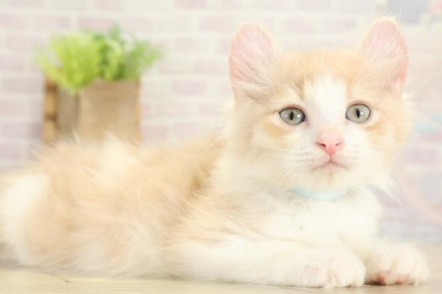 岐阜県のアメリカンカール (Coo&RIKU各務原店/2025年9月7日生まれ/男の子/クリームタビーホワイト)の子猫の2枚目の画像