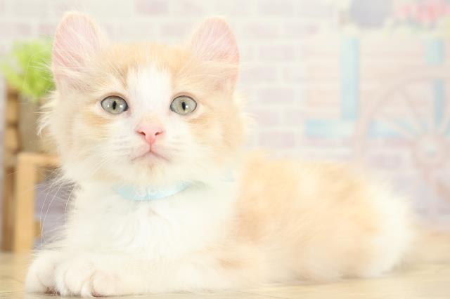 岐阜県のアメリカンカール (Coo&RIKU各務原店/2025年9月7日生まれ/男の子/クリームタビーホワイト)の子猫の3枚目の画像