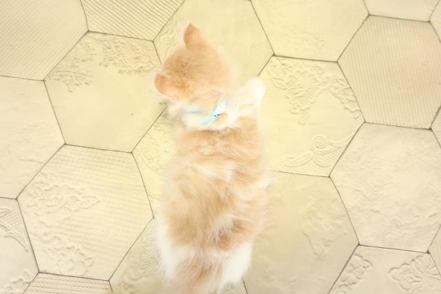 岐阜県のアメリカンカール (Coo&RIKU各務原店/2025年9月7日生まれ/男の子/クリームタビーホワイト)の子猫の4枚目の画像