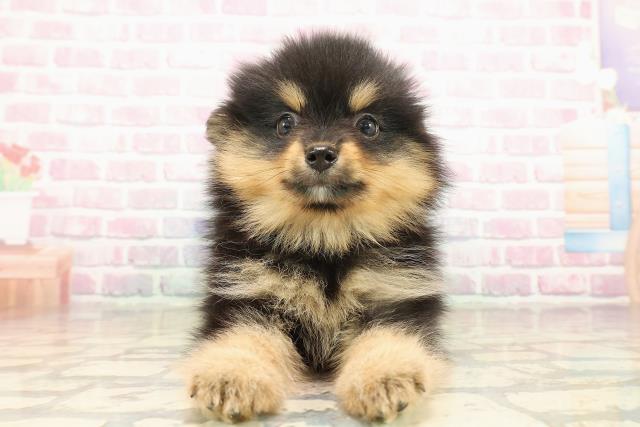 神奈川県のポメラニアン (Coo&RIKU藤沢店/2025年9月9日生まれ/女の子/ブラックタン)の子犬
