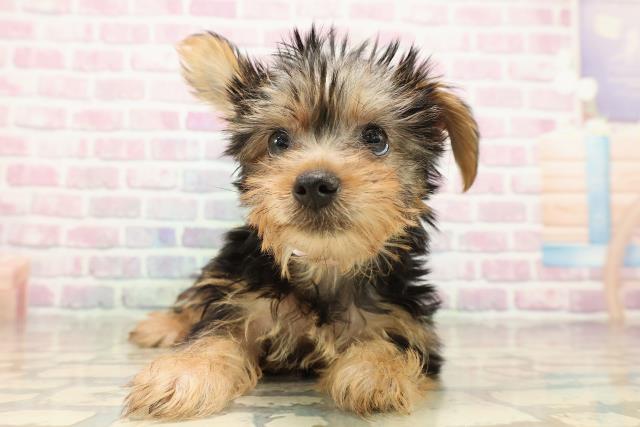神奈川県のヨークシャーテリア (Coo&RIKU江の島店/2025年9月10日生まれ/女の子/スチールブルータン)の子犬の1枚目の画像