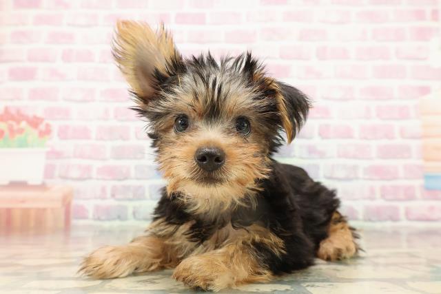 神奈川県のヨークシャーテリア (Coo&RIKU江の島店/2025年9月10日生まれ/女の子/スチールブルータン)の子犬の2枚目の画像