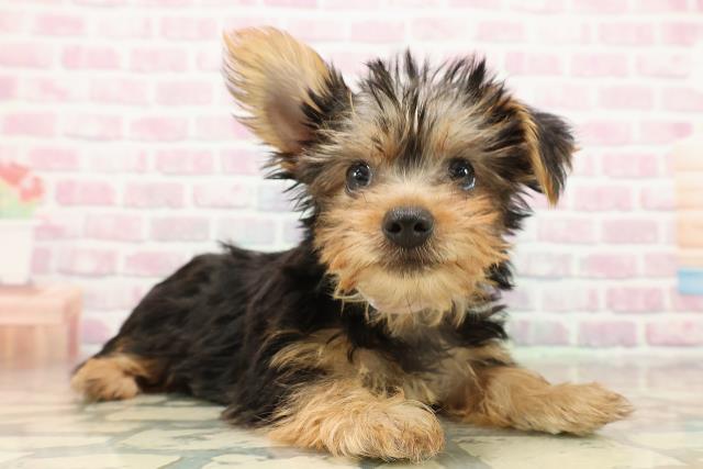 神奈川県のヨークシャーテリア (Coo&RIKU江の島店/2025年9月10日生まれ/女の子/スチールブルータン)の子犬の3枚目の画像