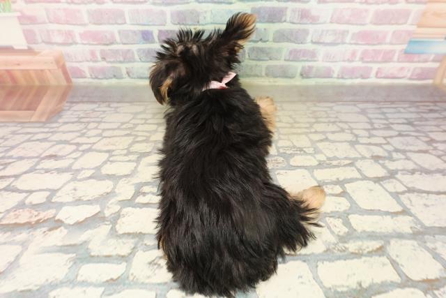 神奈川県のヨークシャーテリア (Coo&RIKU江の島店/2025年9月10日生まれ/女の子/スチールブルータン)の子犬の4枚目の画像