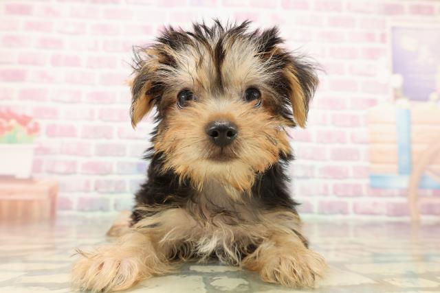 神奈川県のヨークシャーテリア (Coo&RIKU平塚店/2025年9月10日生まれ/女の子/スチールブルータン)の子犬の1枚目の画像