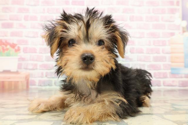 神奈川県のヨークシャーテリア (Coo&RIKU平塚店/2025年9月10日生まれ/女の子/スチールブルータン)の子犬の2枚目の画像