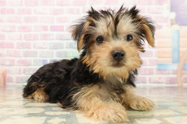 神奈川県のヨークシャーテリア (Coo&RIKU平塚店/2025年9月10日生まれ/女の子/スチールブルータン)の子犬の3枚目の画像