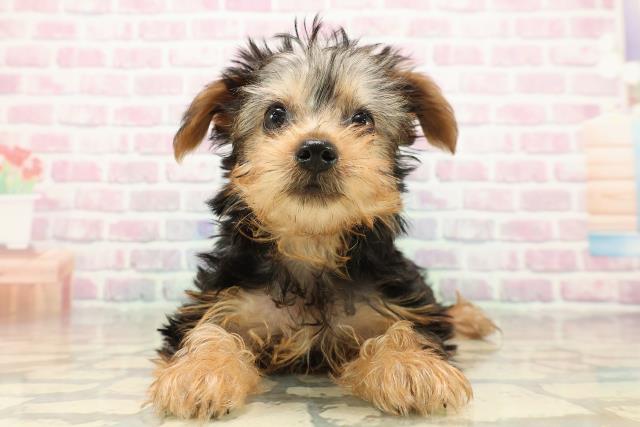神奈川県のヨークシャーテリア (Coo&RIKU小田原店/2025年9月10日生まれ/女の子/スチールブルータン)の子犬の1枚目の画像