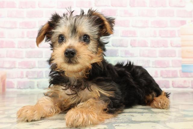 神奈川県のヨークシャーテリア (Coo&RIKU小田原店/2025年9月10日生まれ/女の子/スチールブルータン)の子犬の2枚目の画像