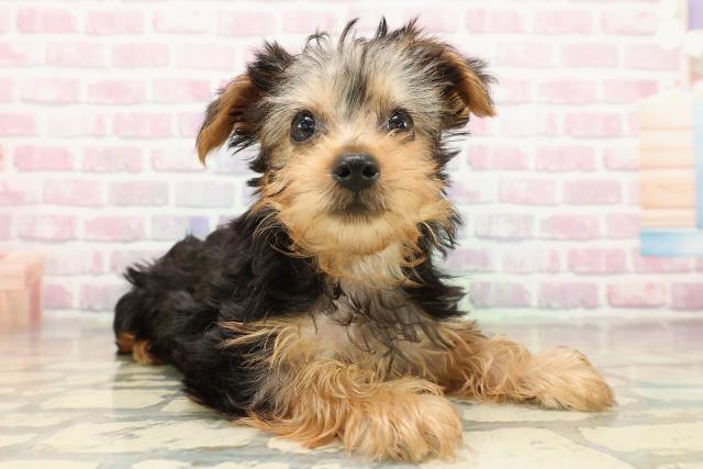 神奈川県のヨークシャーテリア (Coo&RIKU小田原店/2025年9月10日生まれ/女の子/スチールブルータン)の子犬の3枚目の画像