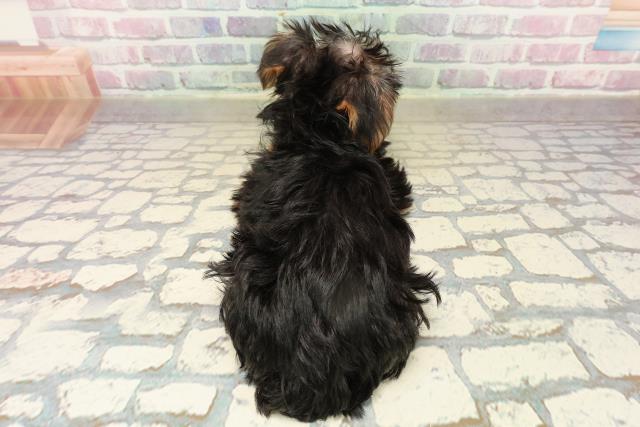 神奈川県のヨークシャーテリア (Coo&RIKU小田原店/2025年9月10日生まれ/女の子/スチールブルータン)の子犬の4枚目の画像