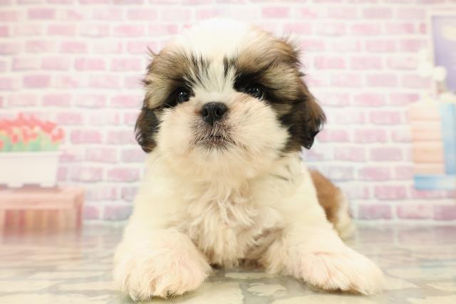 神奈川県のシーズー (Coo&RIKUパウ川崎店/2025年9月13日生まれ/男の子/ホワイトゴールド)の子犬