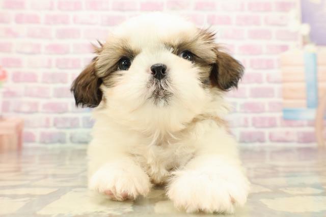 埼玉県のシーズー (Coo&RIKU草加バイパス店/2025年9月13日生まれ/男の子/ホワイトゴールド)の子犬