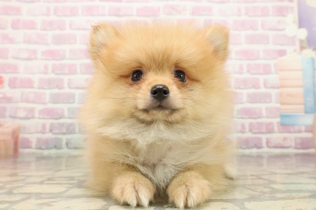 埼玉県のポメラニアン (Coo&RIKU熊谷ニットーモール店/2025年9月13日生まれ/男の子/オレンジ)の子犬の1枚目の画像