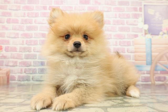 埼玉県のポメラニアン (Coo&RIKU熊谷ニットーモール店/2025年9月13日生まれ/男の子/オレンジ)の子犬の2枚目の画像