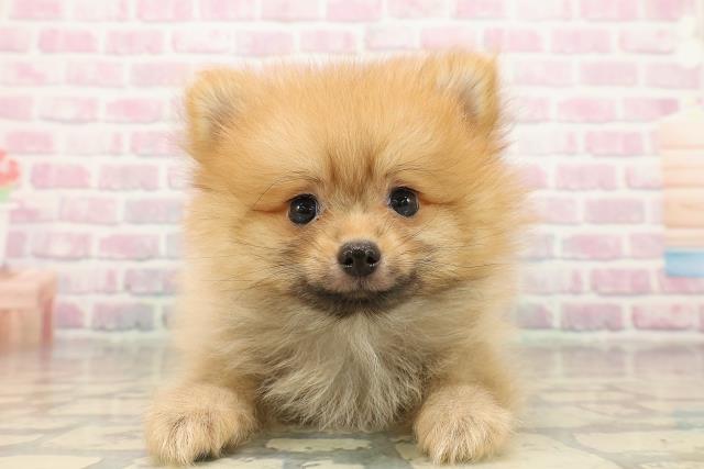群馬県のポメラニアン (Coo&RIKUDCM館林店/2025年9月13日生まれ/男の子/オレンジ)の子犬の1枚目の画像