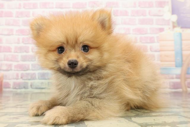 群馬県のポメラニアン (Coo&RIKUDCM館林店/2025年9月13日生まれ/男の子/オレンジ)の子犬の2枚目の画像