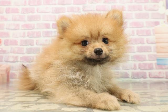 群馬県のポメラニアン (Coo&RIKUDCM館林店/2025年9月13日生まれ/男の子/オレンジ)の子犬の3枚目の画像