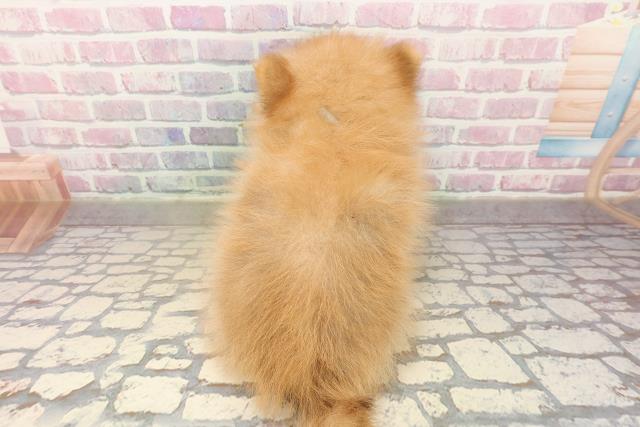 群馬県のポメラニアン (Coo&RIKUDCM館林店/2025年9月13日生まれ/男の子/オレンジ)の子犬の4枚目の画像