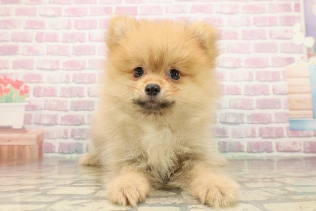 埼玉県のポメラニアン (Coo&RIKUヤオコー幸手店/2025年9月13日生まれ/女の子/オレンジ)の子犬