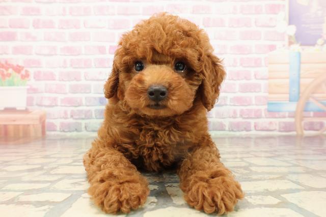 東京都のトイプードル(トイ) (Coo&RIKU板橋店/2025年9月10日生まれ/男の子/レッド)の子犬の1枚目の画像