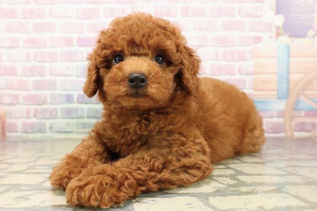 東京都のトイプードル(トイ) (Coo&RIKU板橋店/2025年9月10日生まれ/男の子/レッド)の子犬の2枚目の画像