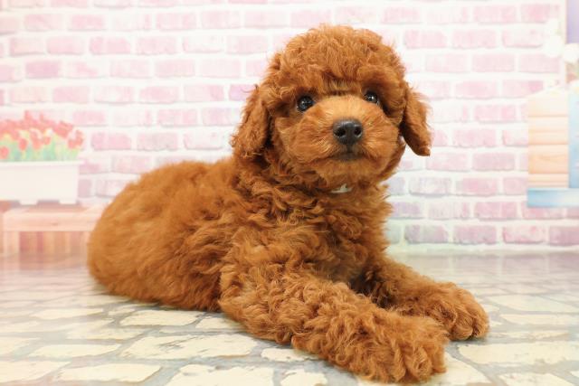 東京都のトイプードル(トイ) (Coo&RIKU板橋店/2025年9月10日生まれ/男の子/レッド)の子犬の3枚目の画像