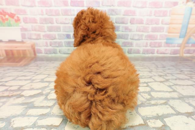 東京都のトイプードル(トイ) (Coo&RIKU板橋店/2025年9月10日生まれ/男の子/レッド)の子犬の4枚目の画像