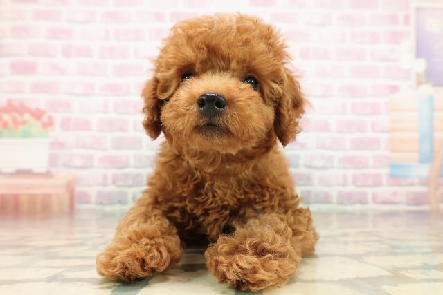 埼玉県のトイプードル(トイ) (Coo&RIKU熊谷ニットーモール店/2025年9月10日生まれ/男の子/レッド)の子犬の1枚目の画像