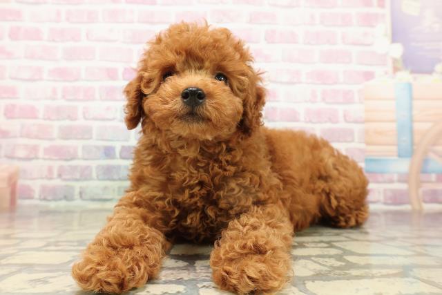 埼玉県のトイプードル(トイ) (Coo&RIKU熊谷ニットーモール店/2025年9月10日生まれ/男の子/レッド)の子犬の2枚目の画像