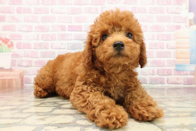 埼玉県のトイプードル(トイ) (Coo&RIKU熊谷ニットーモール店/2025年9月10日生まれ/男の子/レッド)の子犬の3枚目の画像