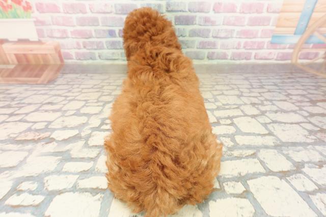 埼玉県のトイプードル(トイ) (Coo&RIKU熊谷ニットーモール店/2025年9月10日生まれ/男の子/レッド)の子犬の4枚目の画像