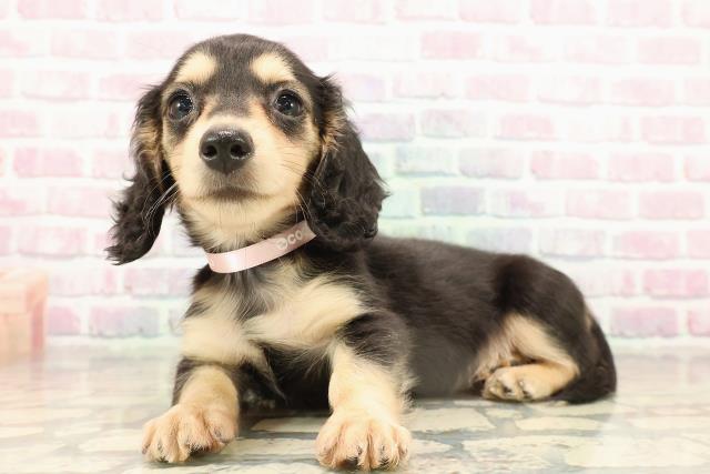 東京都のミニチュアダックスフンド(ロング) (Coo&RIKU板橋店/2025年9月14日生まれ/女の子/ブラックイエロー)の子犬の2枚目の画像