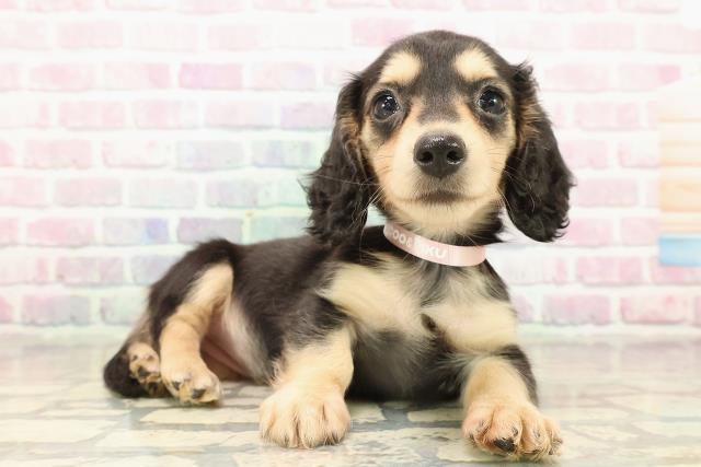 東京都のミニチュアダックスフンド(ロング) (Coo&RIKU板橋店/2025年9月14日生まれ/女の子/ブラックイエロー)の子犬の3枚目の画像