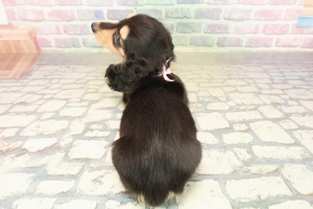 東京都のミニチュアダックスフンド(ロング) (Coo&RIKU板橋店/2025年9月14日生まれ/女の子/ブラックイエロー)の子犬の4枚目の画像