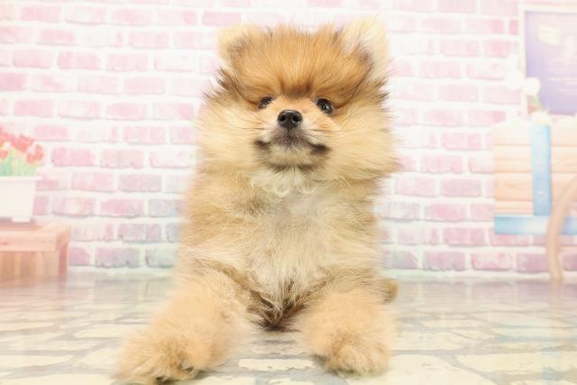 神奈川県のポメラニアン (Coo&RIKU横浜港南台店/2025年9月15日生まれ/男の子/オレンジ)の子犬