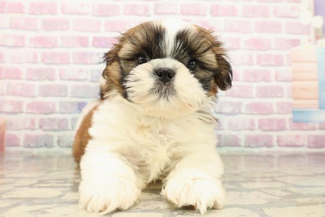 東京都のシーズー (Coo&RIKU板橋店/2025年9月15日生まれ/男の子/ホワイトゴールド)の子犬の1枚目の画像