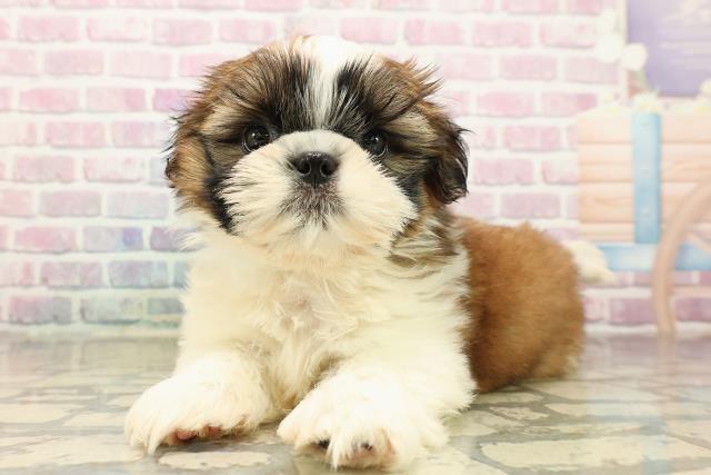 東京都のシーズー (Coo&RIKU板橋店/2025年9月15日生まれ/男の子/ホワイトゴールド)の子犬の2枚目の画像