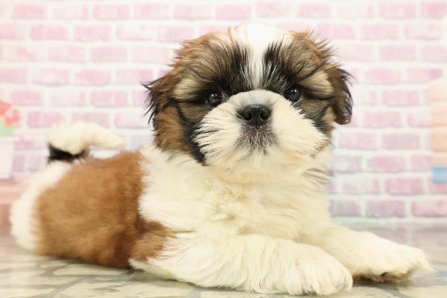 東京都のシーズー (Coo&RIKU板橋店/2025年9月15日生まれ/男の子/ホワイトゴールド)の子犬の3枚目の画像