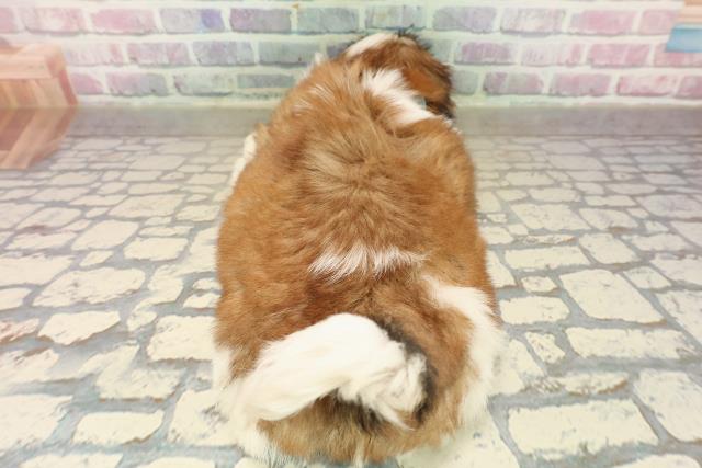 東京都のシーズー (Coo&RIKU板橋店/2025年9月15日生まれ/男の子/ホワイトゴールド)の子犬の4枚目の画像