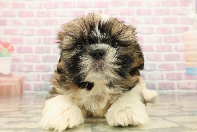 東京都のシーズー (Coo&RIKU東久留米店/2025年9月15日生まれ/男の子/ホワイトゴールド)の子犬