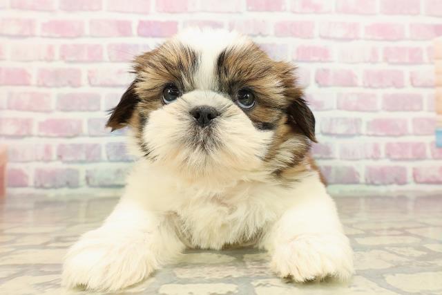 栃木県のシーズー (Coo&RIKUイオンタウン佐野店/2025年9月15日生まれ/女の子/ホワイトゴールド)の子犬の1枚目の画像