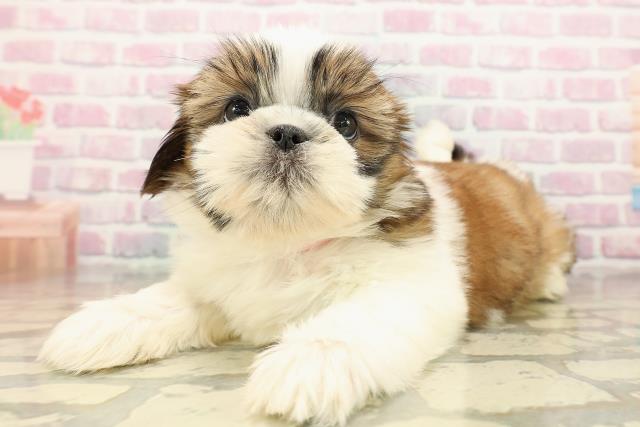 栃木県のシーズー (Coo&RIKUイオンタウン佐野店/2025年9月15日生まれ/女の子/ホワイトゴールド)の子犬の2枚目の画像