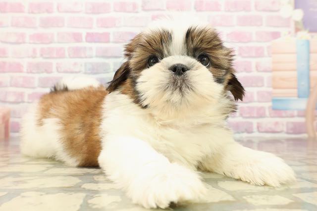 栃木県のシーズー (Coo&RIKUイオンタウン佐野店/2025年9月15日生まれ/女の子/ホワイトゴールド)の子犬の3枚目の画像