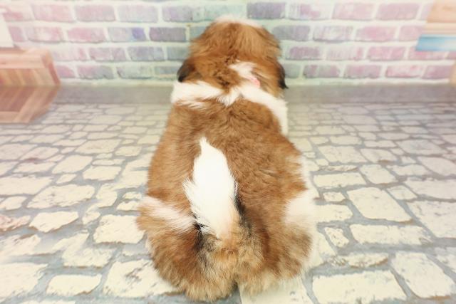 栃木県のシーズー (Coo&RIKUイオンタウン佐野店/2025年9月15日生まれ/女の子/ホワイトゴールド)の子犬の4枚目の画像