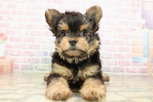 栃木県のヨーチー/チワキー/チワヨーキー(ヨークシャーテリア×チワワ) (Coo&RIKU宇都宮店/2025年9月15日生まれ/女の子/ブラックタン)の子犬の1枚目の画像