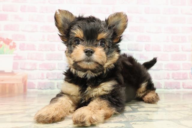 栃木県のヨーチー/チワキー/チワヨーキー(ヨークシャーテリア×チワワ) (Coo&RIKU宇都宮店/2025年9月15日生まれ/女の子/ブラックタン)の子犬の2枚目の画像