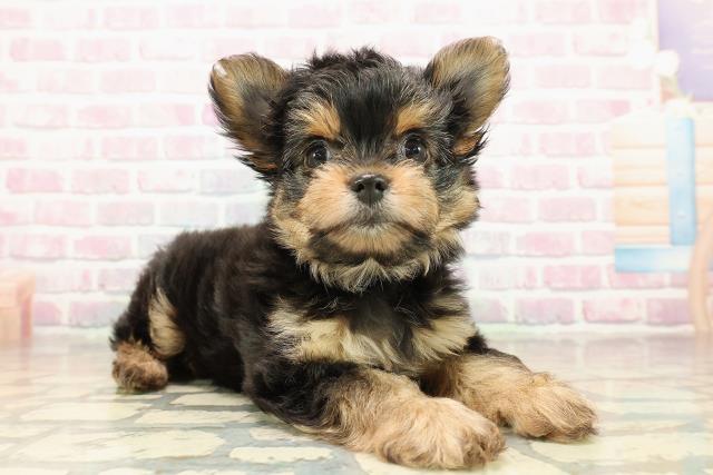 栃木県のヨーチー/チワキー/チワヨーキー(ヨークシャーテリア×チワワ) (Coo&RIKU宇都宮店/2025年9月15日生まれ/女の子/ブラックタン)の子犬の3枚目の画像