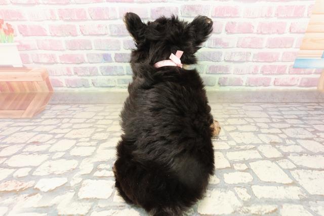 栃木県のヨーチー/チワキー/チワヨーキー(ヨークシャーテリア×チワワ) (Coo&RIKU宇都宮店/2025年9月15日生まれ/女の子/ブラックタン)の子犬の4枚目の画像